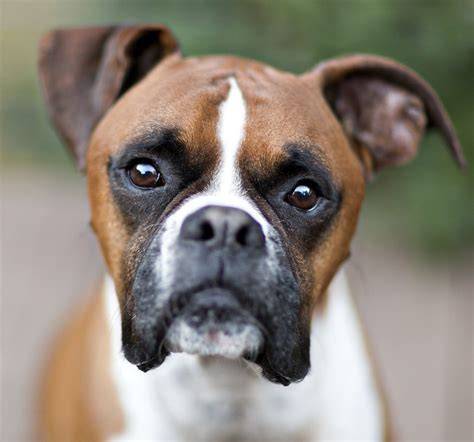 boxer