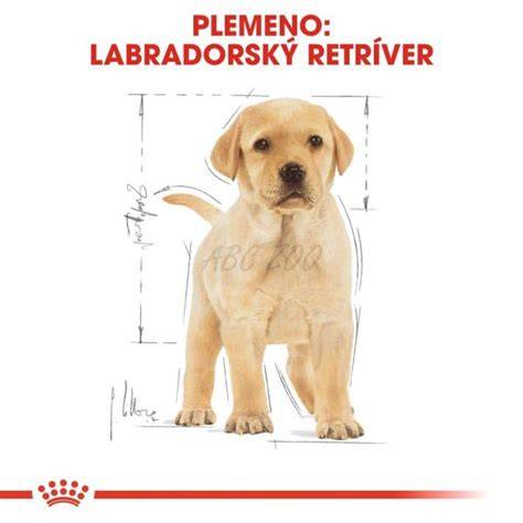 Tabla: 7 základných príkazov pre šteňa Labradora