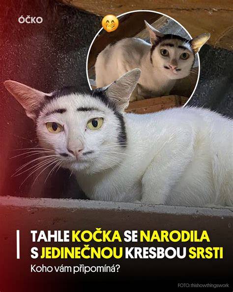 Karlnecká medvedia psí vizuálna ukážka - hustá dvojitá srsť a výrazné znaky