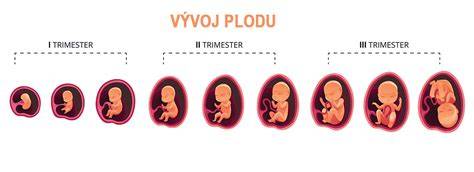 Infografika: Vývoj štenca od prvého dňa po 12. týždeň a základné fázy socializácie
