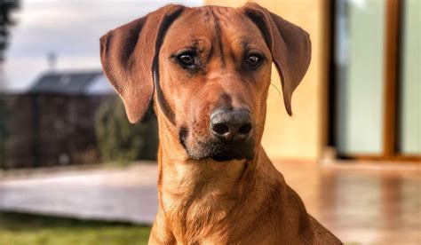 Infografika: Vznik a rozšírenie Rhodesian ridgeback