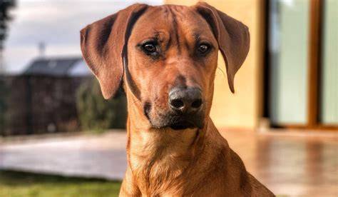 Schéma výcviku Rhodesian ridgeback a potreba pohybu