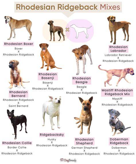 Mapa pôvodu Rhodesian ridgebacku a jeho rozšírenie