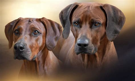 Ruku v rúke: mapka vývoja Rhodesian ridgebacku a jeho štandardov