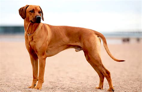 Rhodeský Ridgeback v pohybe