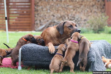 Šteniatko Rhodeského Ridgebacka