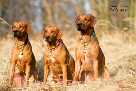 Rodina s Rhodeským Ridgebackom