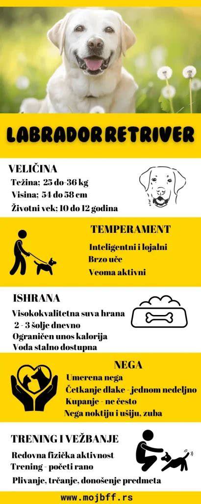 Infografika: Pôvod a vývoj labrador retriever