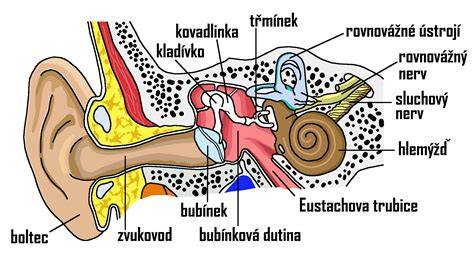 schéma: vývoj ucha čivavy v šteniatkovskom veku