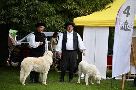 Ilustrácia starovekých pastierskych psov