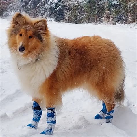 Ilustrácia správneho česania srsti kólie