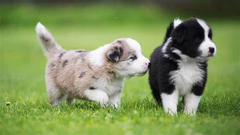 Obrázok šteniat Border Collie na návšteve u chovateľskej stanice