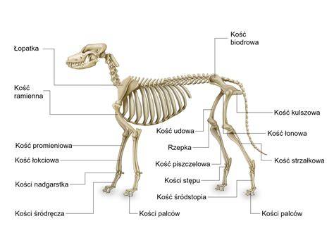 obrázok základného skeletu psa: kruhy a ovály spojené do jedného tela