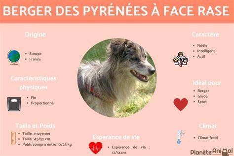 Schéma rozdielov medzi typmi srsti Pyrenejského ovčiaka: face rase vs. dlhosrstý tvár
