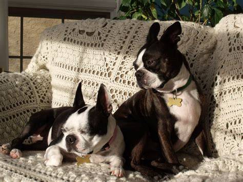 Boston terrier resting on couch