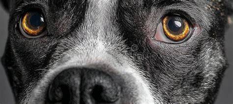 Boston terrier eyes close-up