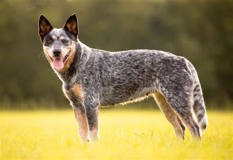 Obrázok znázorňujúci typický vzhľad austrálskeho dobytkárskeho psa (Blue Heeler) a Bentley Mark na čele