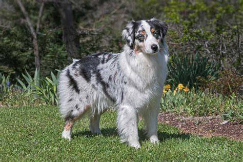 https://example.com/images/australian-shepherd-sign.jpg