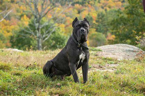 Ideálne rozmery búd pre Cane Corso - infografika s výškou, dĺžkou a výškou dverí