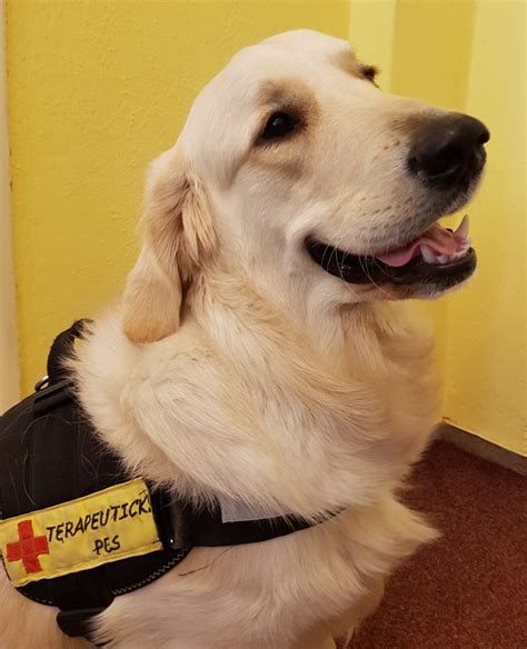 Pes žijúci v zlých podmienkach