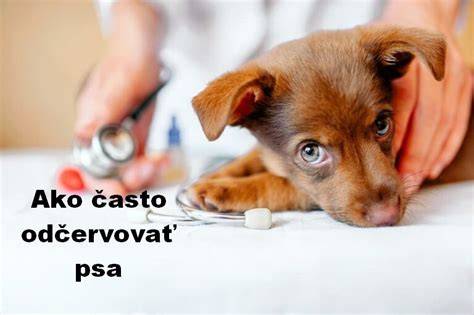 Infografika: Ako často odčervovať šteňa a psa