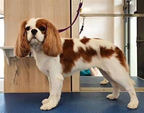 Grooming Cavalier King Charles Spaniel