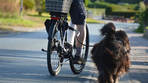 Ilustrácia psa reagujúceho na cyklistu