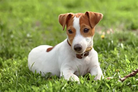 Štandardný vzhľad Jack Russell teriéra