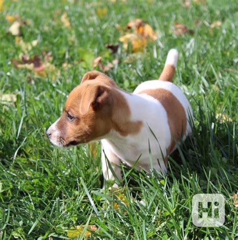 Špecifikácie Jack Russell teriéra