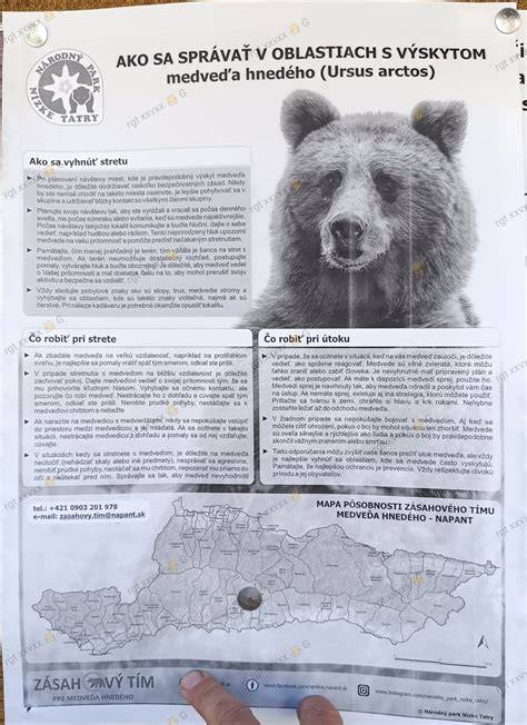 Infografika: Rozloženie bezpečnostných zásad pri hrách so psom a príklady hier