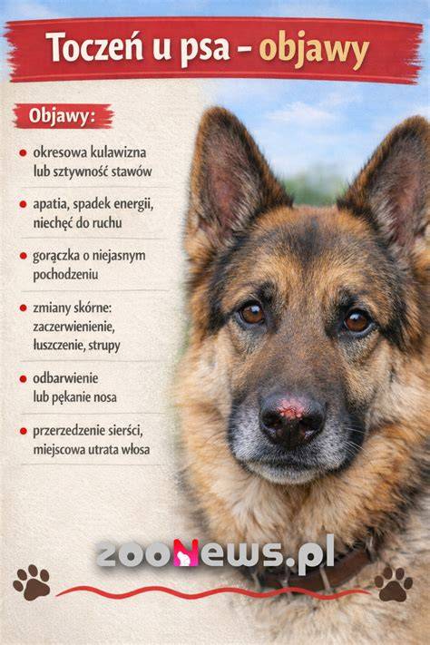 Infografika: všeobecná anatómia mliečnych žliaz u psa