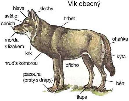 Infografika: Vývoj psa od vlka cez praveké psovité šelmy až po rozličné plemená