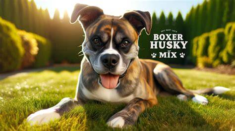 Infografika: Vzhľad Boxkyho a Boxer + Husky porovnanie