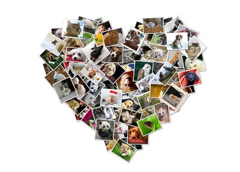 Koláž fotiek hercov z Pes a jeho blog