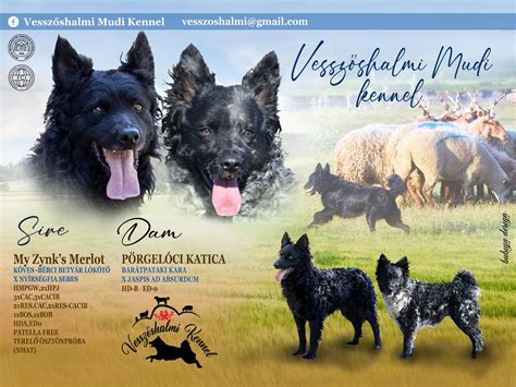 Infografika: Významy a pôvody vybraných psích mien