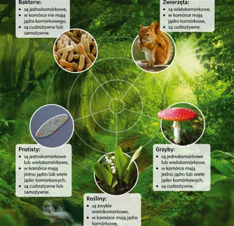 Infografika o životnom cykle kliešťa a jeho nebezpečenstvách