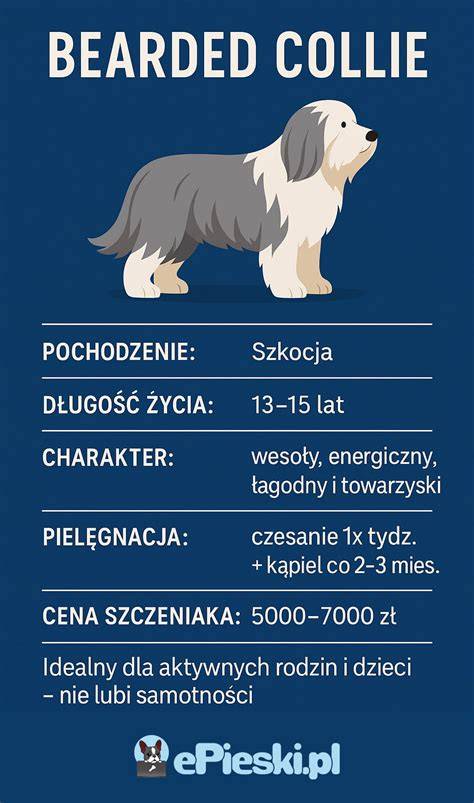 Infografika: Charakteristiky Border Collie a koreň pôvodu