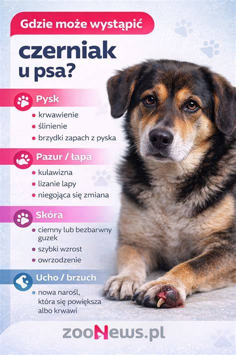 Infografika: Rozlišovanie dominancie a výchovy psa