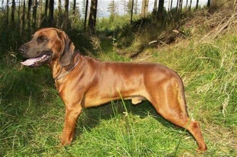 Grafické porovnanie plemien: Bavorský farbiar vs. Hannoverský farbiar vs. Bloodhound