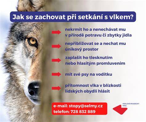 Infografika: Vlci, psi a ich spoločný predok - evolučný strom