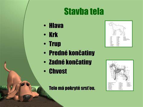 Mapa proporcií psa: hlava, trup, končatiny a chvost