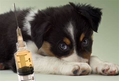 Besnota a očkovanie psov - postup vyšetrenia a kontaktovanie veterinára
