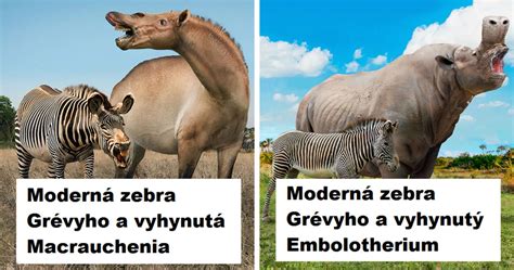 Porovnanie veľkosti psa a osla