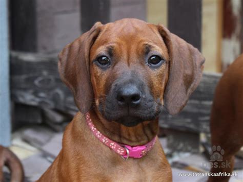 Rodézsky ridgeback na výstavnej prehliadke
