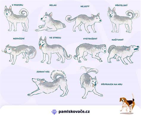 Infografika: Jazyk tela psa a signály náklonnosti