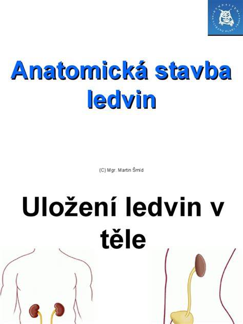 Infografika: Anatomická stavba nemeckej dogy a tipy na starostlivosť