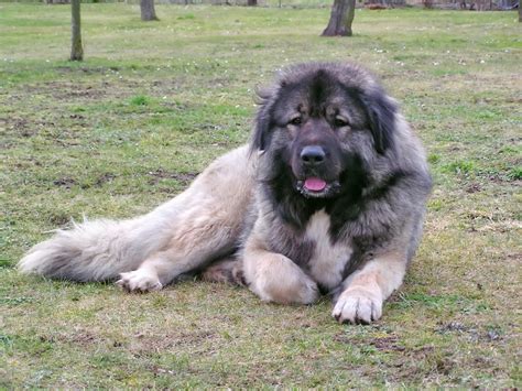 Šarplaninský pastevecký pes