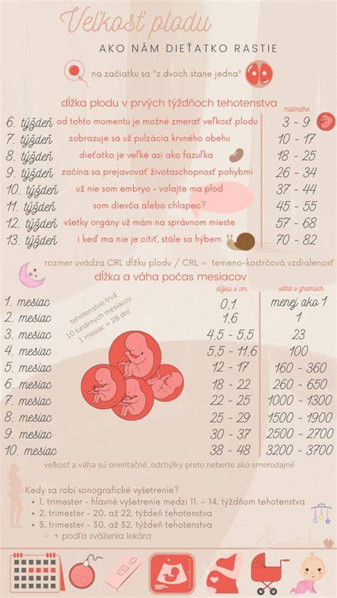 Infografika: Charakteristika SAO, veľkosť, temperament, starostlivosť