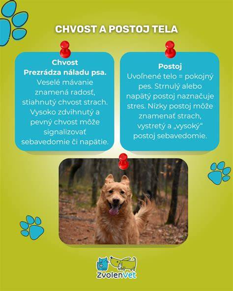 Infografika: Reč tela psa - chvost, uši, oči, postoj