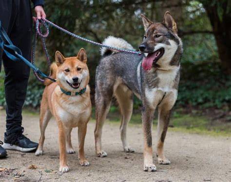 Obrázok: Porovnanie veľkosti Akita inu a Shikoku